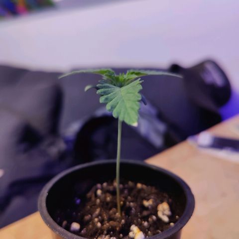 Kleine Queen growlog photo: Blätter "rollen" sich leicht bzw wölben sich = zu viel Licht. Lampe wurde hochgehängt