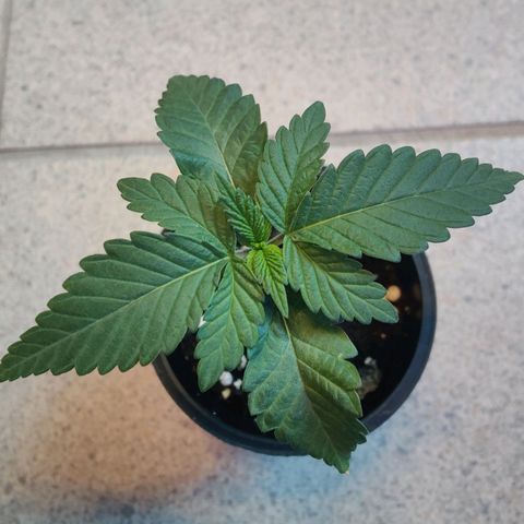Kleine Queen growlog timeline photo