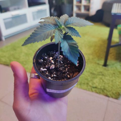 Kleine Queen growlog timeline photo