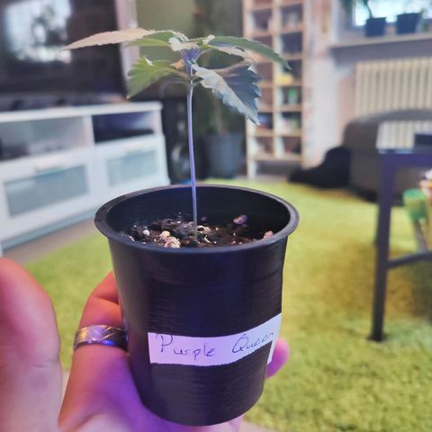 Kleine Queen growlog timeline photo