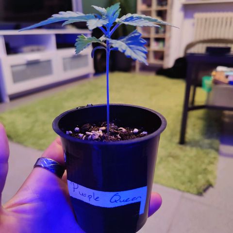 Kleine Queen growlog timeline photo