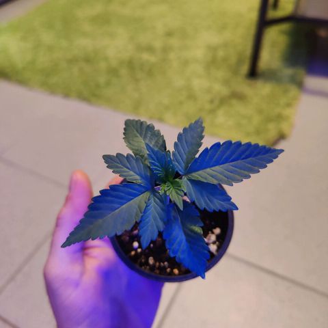 Kleine Queen growlog timeline photo