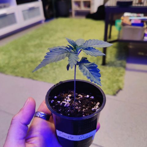Kleine Queen growlog timeline photo