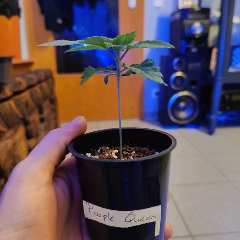 Kleine Queen growlog photo: Uhrzeit: 20 Uhr