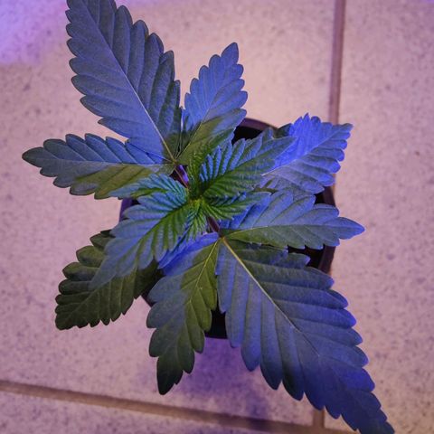 Kleine Queen growlog photo: Uhrzeit: 20 Uhr