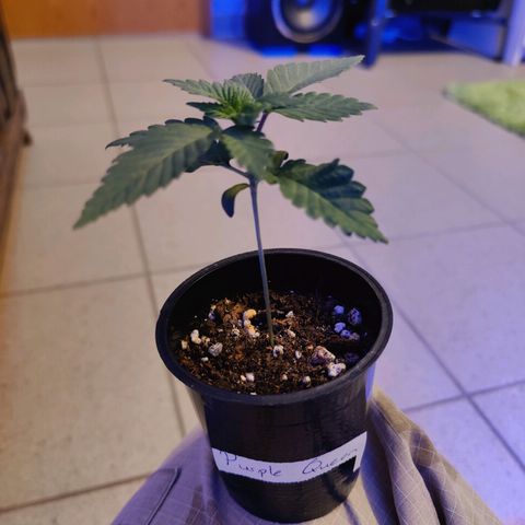 Kleine Queen growlog photo: Uhrzeit: 20 Uhr
