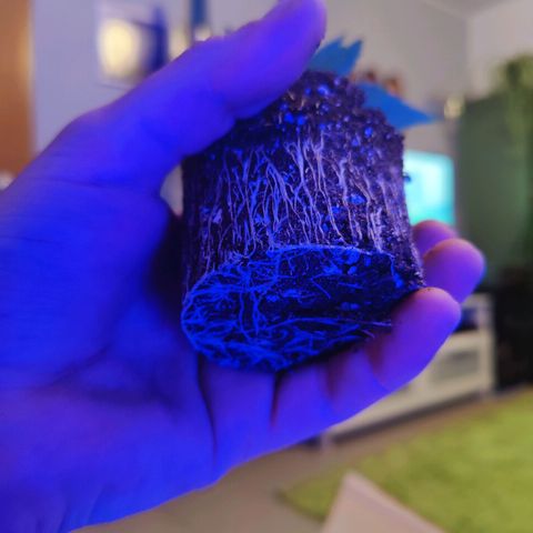 Kleine Queen growlog timeline photo