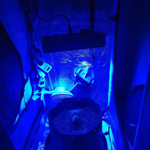 Kleine Queen growlog timeline photo