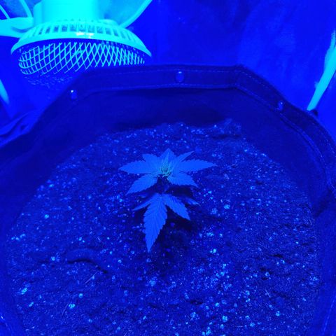 Kleine Queen growlog timeline photo
