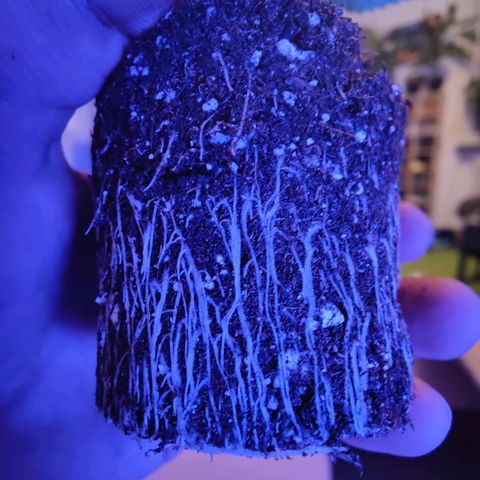 Kleine Queen growlog timeline photo