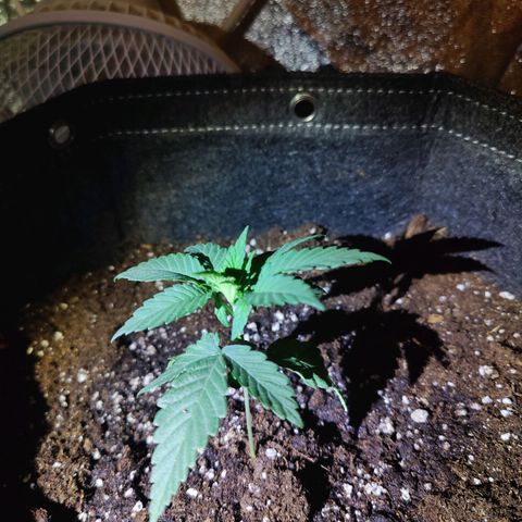 Kleine Queen growlog timeline photo
