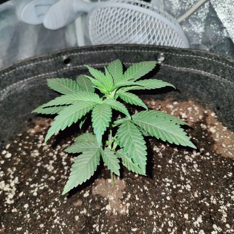 Kleine Queen growlog photo: 12.5cm