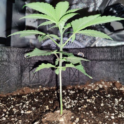 Kleine Queen growlog photo: 12.5cm