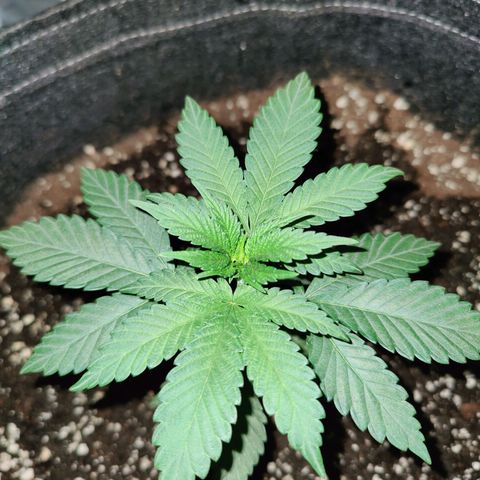 Kleine Queen growlog photo: 12.5cm