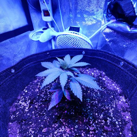 Kleine Queen growlog photo: 12.5cm