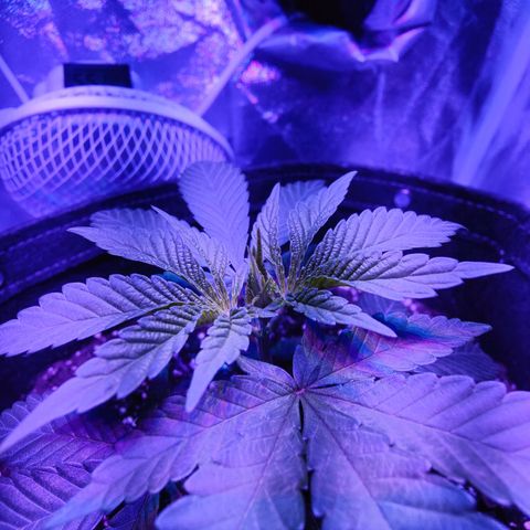 Kleine Queen growlog photo: Vor und nach den Toppen