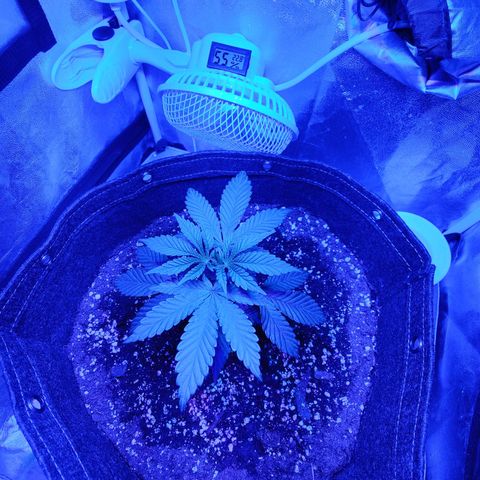 Kleine Queen growlog photo: Vor und nach den Toppen