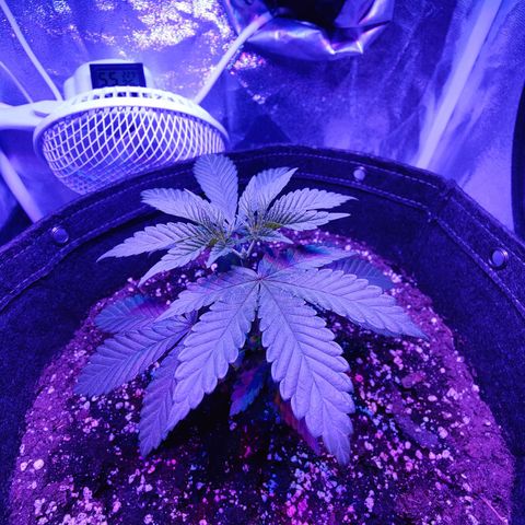 Kleine Queen growlog photo: Vor und nach den Toppen