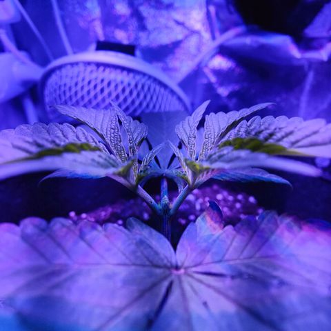 Kleine Queen growlog photo: Vor und nach den Toppen