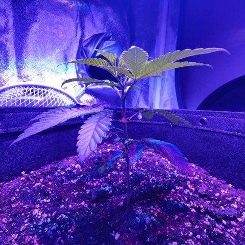 Kleine Queen growlog photo: Vor und nach den Toppen