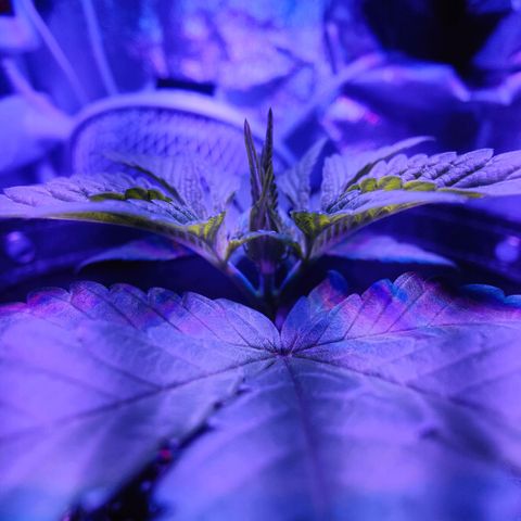 Kleine Queen growlog photo: Vor und nach den Toppen