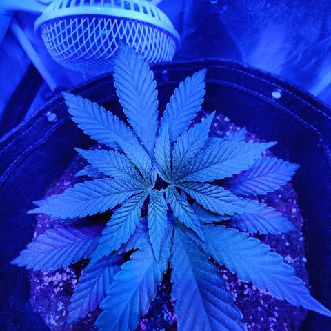 Kleine Queen growlog timeline photo