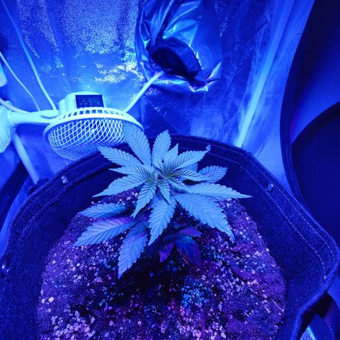 Kleine Queen growlog timeline photo