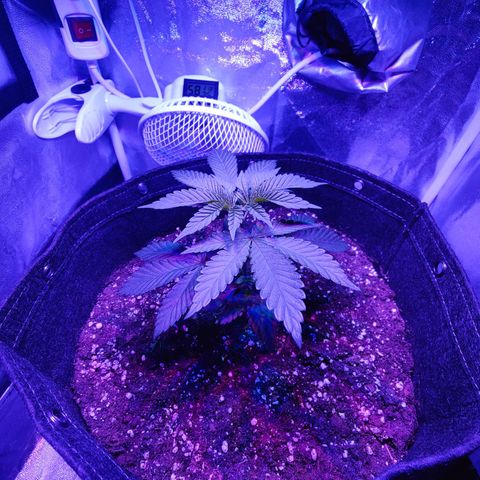Kleine Queen growlog timeline photo