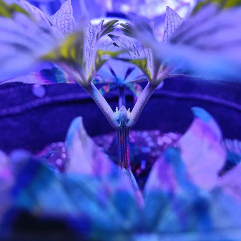 Kleine Queen growlog timeline photo