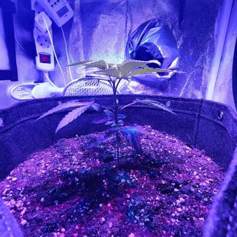 Kleine Queen growlog timeline photo