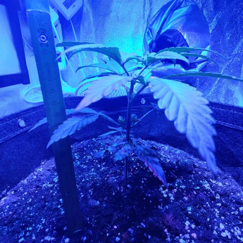 Kleine Queen growlog timeline photo