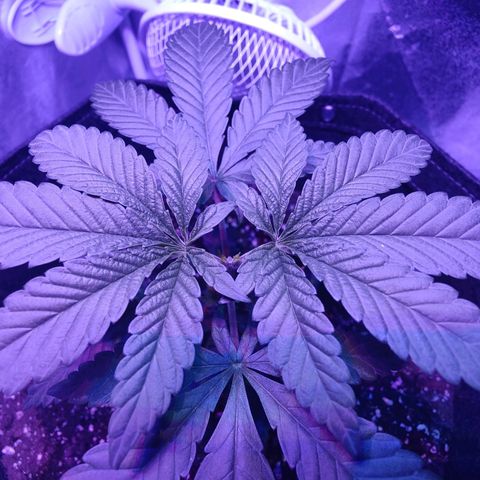 Kleine Queen growlog timeline photo