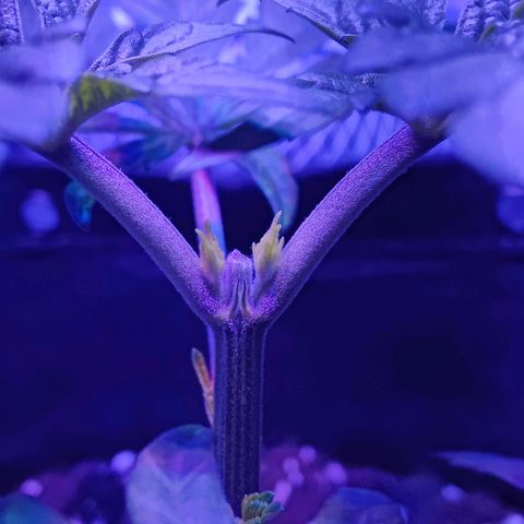 Kleine Queen growlog timeline photo