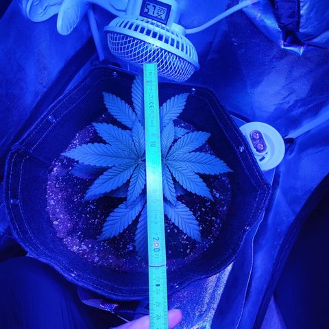 Kleine Queen growlog timeline photo