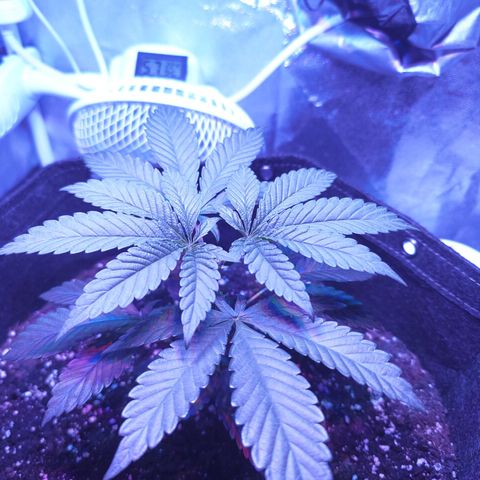 Kleine Queen growlog timeline photo