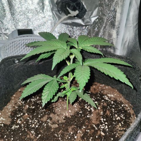 Kleine Queen growlog timeline photo