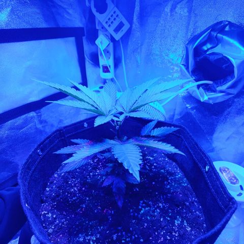 Kleine Queen growlog timeline photo