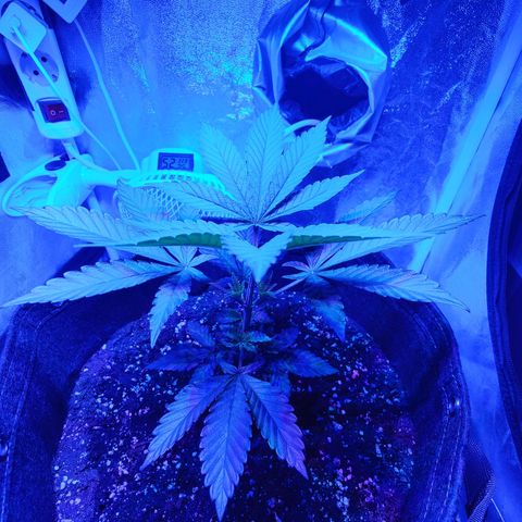 Kleine Queen growlog timeline photo