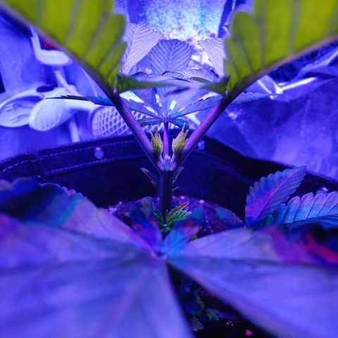 Kleine Queen growlog timeline photo