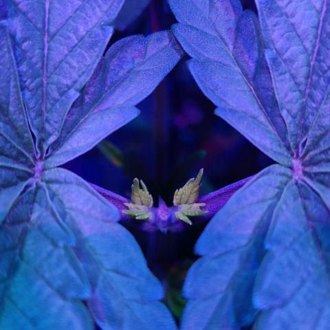 Kleine Queen growlog timeline photo
