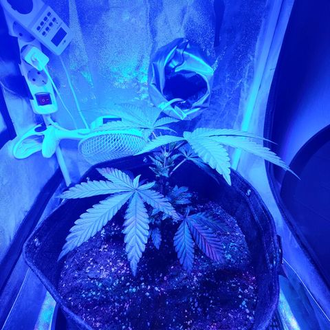Kleine Queen growlog timeline photo