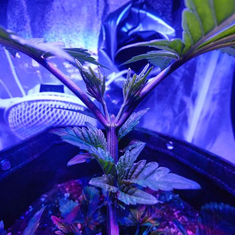 Kleine Queen growlog timeline photo