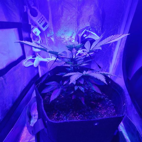 Kleine Queen growlog timeline photo