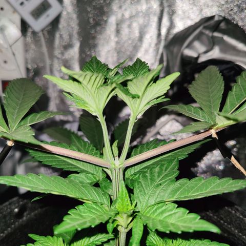 Kleine Queen growlog timeline photo