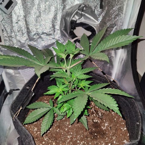 Kleine Queen growlog timeline photo