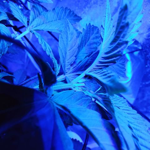 Kleine Queen growlog timeline photo