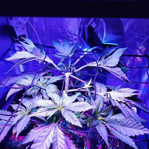 Kleine Queen growlog timeline photo