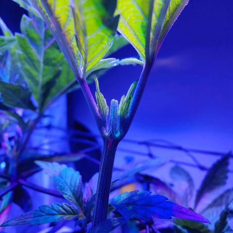 Kleine Queen growlog timeline photo