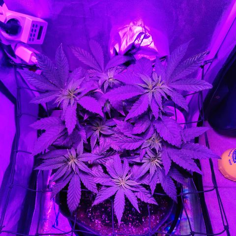 Kleine Queen growlog timeline photo