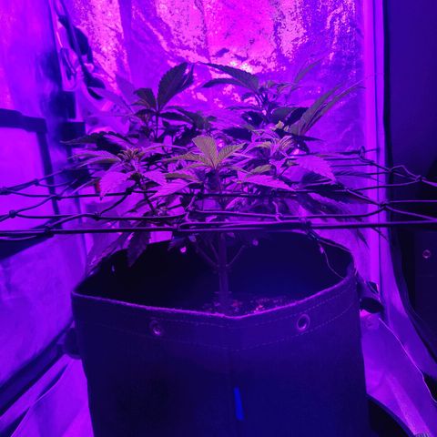 Kleine Queen growlog timeline photo
